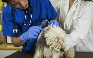 The Top 8 Causes of Limping in Dogs