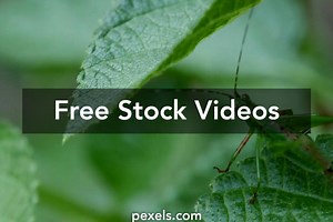 Bugs Videos, Download The BEST Free 4k Stock Video Footage & Bugs HD Video Clips