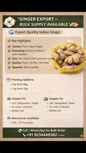 Fresh Produce | Bulk & Export on Instagram: "GINGER EXPORT – BULK SUPPLY AVAILABLE 🌍 Export Quality Indian Ginger Variety: Fresh Indian Ginger Type: Machine Washed / Semi Washed Size: 150–250 g | (Export Grade) Quality: Fresh • Firm • No Rot • No Mold Moisture: Low Quantity: Bulk Available 📦 Packing Options 3 kg Mesh Bag 5 kg Mesh Bag Custom Packing Available 🌍 Supply For UAE | Bangladesh | Nepal | Sri Lanka | Malaysia | Middle East 🚢 Price Terms FOB / CIF Available 📞 Call / WhatsApp for Bu