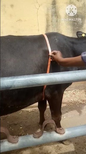 Body weight calculation in cow