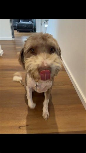 Naughty Bordoodle Antics at 3 AM