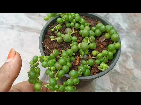 Why is my string of pearls dying? | String of pearls plant | ‪@gabrielflorahouse5698‬