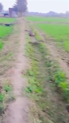 Don G (@don.g5593)’s videos with original sound - Don G