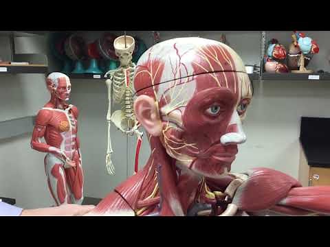 Sternocleidomastoid Muscle - Origin, Insertion, & Action
