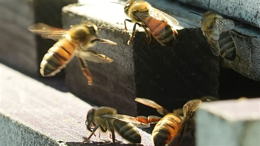 California beekeepers discovering severe colony losses that could impact food security