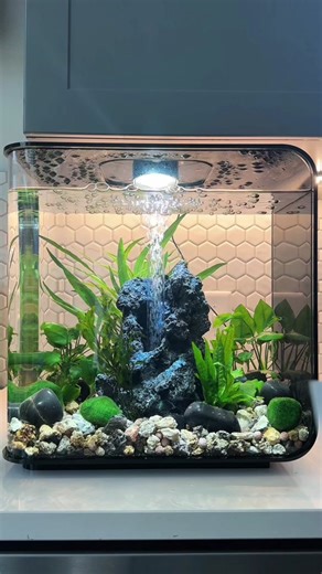 Adding Fish to My BiOrb Flow Aquarium