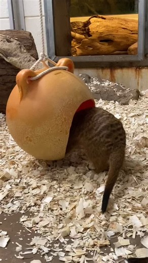 Meerkats have some amazing adaptations! They have a special membrane that protects their eyes from dust and debris when they are digging. Dark patches of fur around their eyes help block the sun’s glare so they can see better. And they have long claws perfect for digging. 📸 Keeper Tara | Henry Vilas Zoo