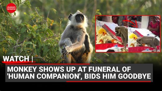 A heartbreaking video has surfaced on social media that shows a monkey attending the funeral of a man who cared for it and used to offer food. The clip shows the langur sitting near the body of the man for several minutes, trying to wake him up. | The New Indian Express | Facebook