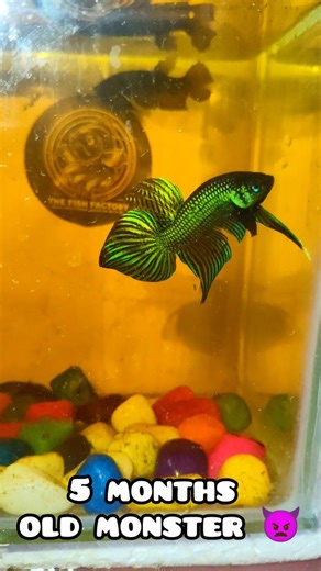 THE FISH FACTORY on Instagram: "Betta fry from day 1 to 5 months old Day 1: Tiny life 🤏 Month 5: Living beauty 🐟 I didn’t just raise bettas… I raised happiness, patience, and peace in my life ❤️ From fry to fighters, from small dreams to big fins 💙 This journey hits different 🥹 Proud betta breeder forever 🐟🔥 #BettaShow #bettabreeding #mahachaibetta #WildBetta #breeder #aquarium #bettalover #preminumquality #topquality"