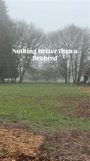 The Innova Firebird stands out as one of the most consistent discs in disc golf, renowned for its highly predictable overstable flight that rarely surprises even seasoned players. With flight ratings of speed 9, glide 3, turn 0, and fade 4, it resists turning over and delivers a reliable, powerful hyzer finish every time. Players trust it in tough conditions like strong headwinds or for precise forehand shots, where its dependable fade ensures controlled, repeatable results. Many disc golfers ca