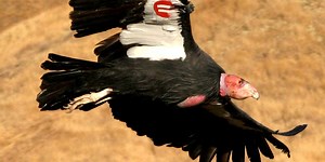 $15,000 Reward Offered for Information on Endangered Condor Killed in Colorado