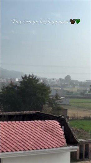 “Nature’s little blessings, right outside my window🍃”