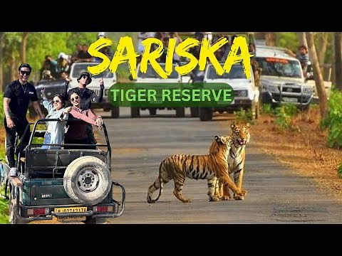 Into the Wild: A Day at Sariska Tiger Reserve (Full Wildlife Tour) 🐅😨
