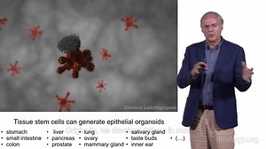 2.Hans Clevers. Generating Epithelial Organoids from Adult Tissue