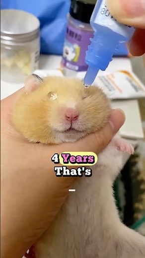 The Amazing Life of a Hamster: Cute, Curious, and Full of Surprises!