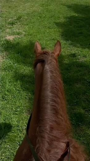 First time riding in split reins