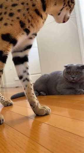 🐱🔥 Mother Savannah vs Bully Cat #ProtectiveMother #AnimalBehavior #CatDrama #ViralShorts