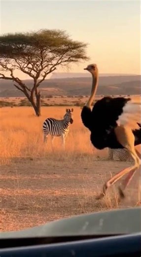 Ultra Realistic Safari Clip Wolf Showing Off in Front of Lion & Tiger!