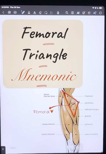 Understand the Femoral Triangle: Simple Guide