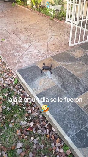 jaja dylan x we anda bolandolos y no sabe ya se le perdieron 2🤣🤣 #dylan #drone #rafaelito