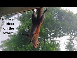 Squirrels Survive Severe Storm in Florida - A Documentary