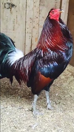 🐔 Gallos de combate ROUNDHEAD: ¿Poderosos? - Gallos finos de pelea Roundhead: ventajas y desventajas