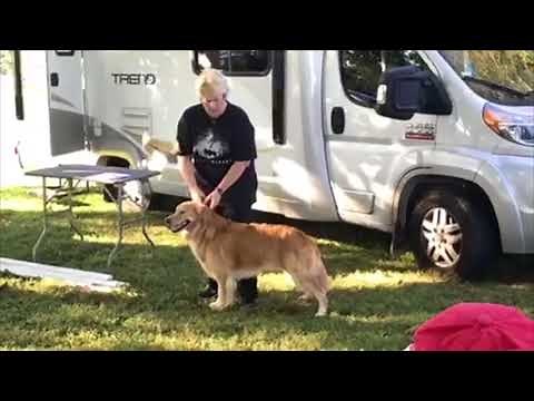 Chris Zink - How to Assess Your Dog's Structure and Why It's Important