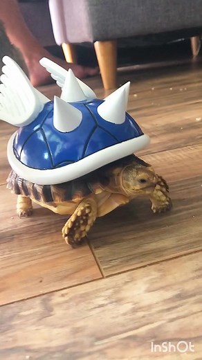 Who needs a power up? #tortoise #turtle #reptile #reptiles #funnyanimals #sulcata #sulcatatortoise #tortoises #funnypets #turtles #pet #tortoiselife #tortoiselove #pets #animals #aww #nature #tortoiselover #animal #kurakura #schildkr #koopa #nintendo #90s #tortuga #mariocart #babytortoise #pardalis #blueshell #sulcatalover