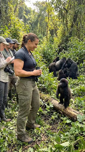 : Young Gorilla Hugs Bodybuilder Primatologist For FIRST Time! 🦍💪❤️ — Team in AWE!In a heart-stopping wildlife moment, a young gorilla boldly approaches the strong bodybuilder woman primatologist and wraps her in a tight first-time hug. The research team watches in total amazement and pure joy as this magical embrace unfolds — pure trust and connection between worlds. 🌿✨A powerful bond that proves strength meets tenderness in the wildest ways. 🧡🌏#MonkeyToHumanWorld #PrimatologyMagic #Gorill