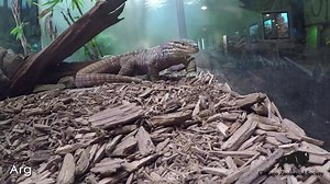 It's World Lizard Day: you can revel in the day with "Argie" the Argus Monitor. Eating anything they can overpower, Argus monitors are versatile predators...now that's scalability! | Brookfield Zoo Chicago