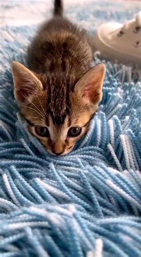 The Blue Fort #cat #funny #kittens #cozy