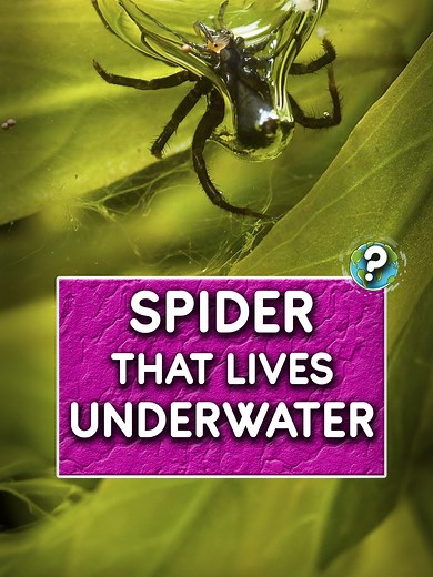 Diving Bell Spider: Underwater Survival Tricks Revealed