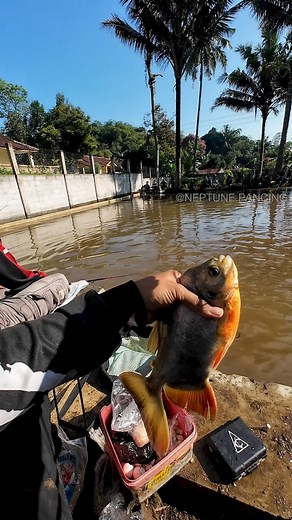 40K views · 281 reactions | Neptune Pancing on Reels | Facebook