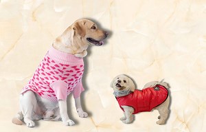 Dog Sweater vs. Dog Coat: Does Your Pup REALLY Need Both? - Smart.DHgate – Trusted Buying Guides for Global Shoppers