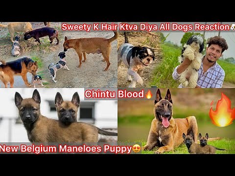 Sweety K Hair Cut Krva Diya🐶Kise B Dog N Nhi Pechana😨|| Chintu K Sabhi Puppies Ko Rakh Liya🔥