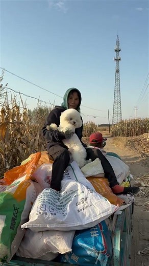 A Heartwarming Journey: The Dog's Return to the Countryside & Life with a Pet Owner