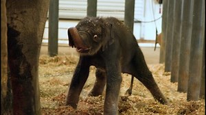 Meet Kirby. She's a baby elephant born at the Houston Zoo