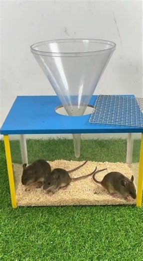 The most perfect homemade mouse trap idea at your fingertips #DIY #MouseTrap #PestControl