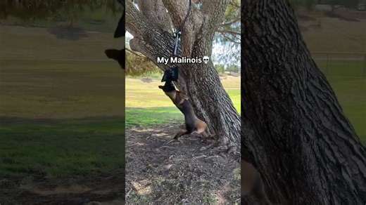 Two dogs react differently while trying a fun spring pole