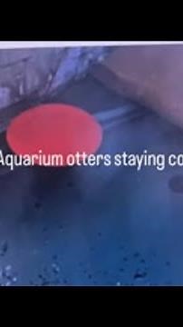 Otters at Seattle aquarium staying cool in the heat