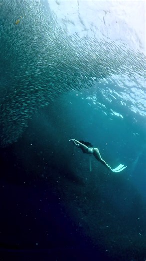 No Signal While Freediving in Moalboal, Cebu