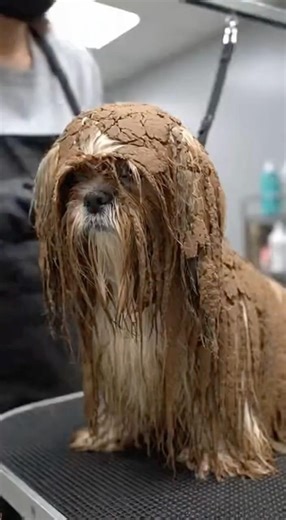 You Won’t Recognize Benny (4 Years Old) After This… #DogGrooming #PetGlowUp #BeforeAfter