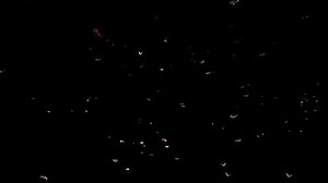 Transparent Colorful Butterflies Fly