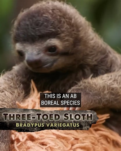 40K views · 536 reactions | Cutest Baby Sloth EVER! | Brave Wilderness | Facebook