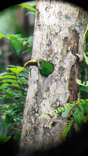 Un tucán en su nido, digiscoping con telescopio svbony básico y celular Xiaomi 11 básico