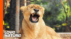 When the lionesses are pregant, they make hidden dens where they will give birth. The young and inexperienced lionesses can face tragedy and loss when they pick the wrong secret lair. | Love Nature