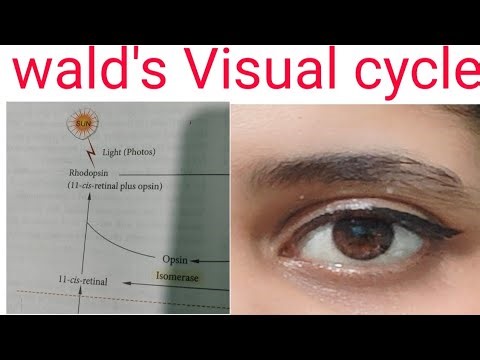 wald's Visual cycle // visual cycle// photo transduction// nerve impulse generation
