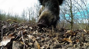 Wild boar female with piglets in the forest, wide angle lens, spring, (sus scrofa), gopro, germany