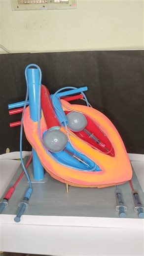 Heart working model | blood circulation system #schoolproject #creativity #science #project #ideas | Aartifex Creation