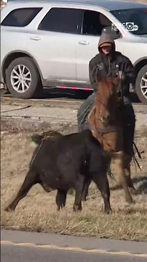 Loose cattle wrangled after crash shuts down interstate in Oak Grove, Missouri